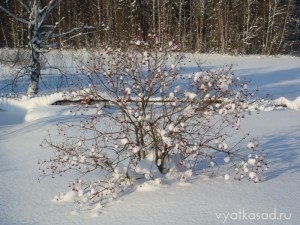 калина
