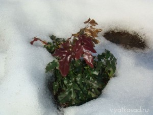 магония