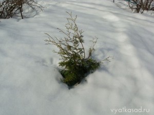 туя западная