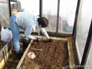 первые работы в теплице