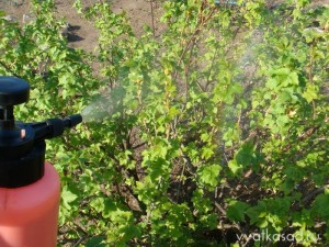 опрыскивание смородины