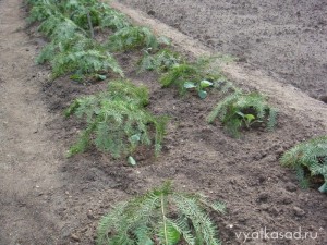 грядка капусты