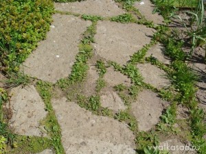 дорожка из бетонных плит