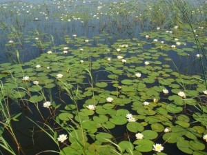 кувшинки