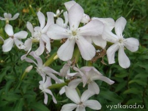 Мыльнянка лекарственная