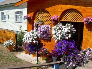 петунии
