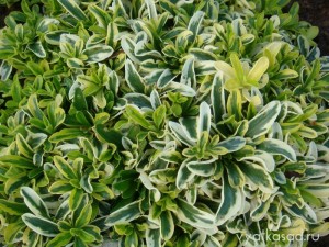 резуха Variegata