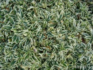 резуха Variegata