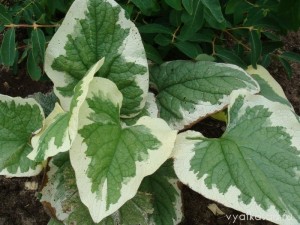 Бруннера “Variegata”