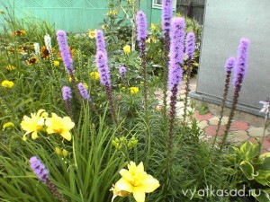 цветы в палисаднике