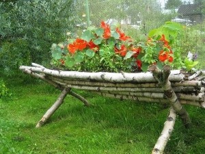 настурция