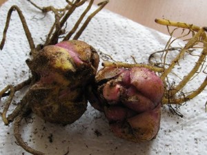 луковицы лилий