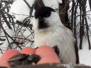 гаичка буроголовая