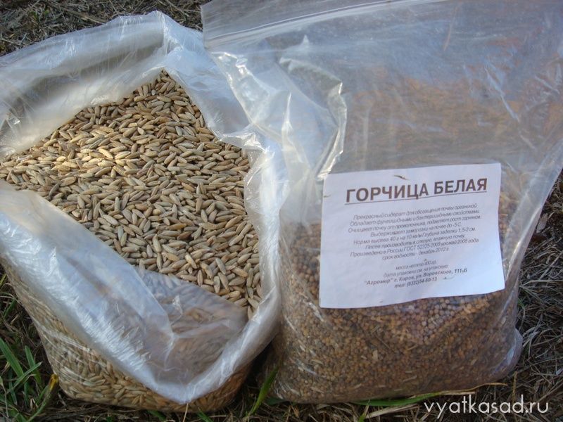 семена сидератов