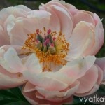 Coral Charm