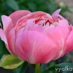 Coral Charm