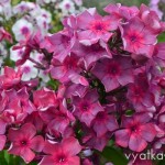 флокс Анна Каренина