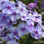 флокс Голубая отрада