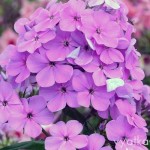 флокс Hesperis