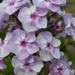 флокс Импрессионист
