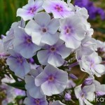 флокс Lavendelwolke