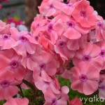 флокс Pastorale