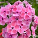 флокс Русская красавица