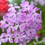 флокс Сирень сиреневая