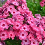 флокс Уральские сказы