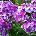 Флокс Алексей Ленский