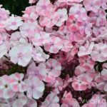 Флокс Алиса Фрейндлих