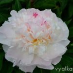 Пион Chiffon Parfait