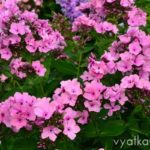 Флокс Карамель клубничная
