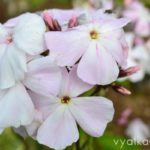Флокс Ксения
