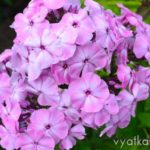 Флокс Розовый шифон