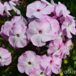 Флокс Цветущая сакура