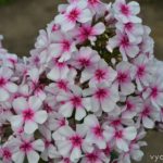 флокс Рубиновая капля