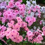 Флокс Радомир
