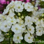 Флокс Зеленая бусинка