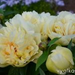Пион Sunny Girl