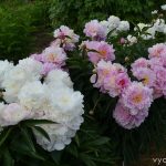 Пион LaDonna