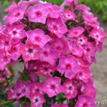 Флокс Купчиха