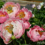 Пион Pink Havajian Coral